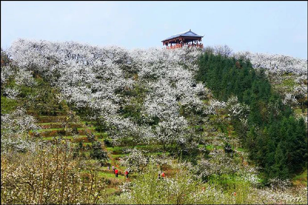 【春天，广西桂林灌阳县向您发出邀请！】我们在灌阳看梨花 - 游山玩水 - 连云港生活社区 - 连云港28生活网 lyg.28life.net