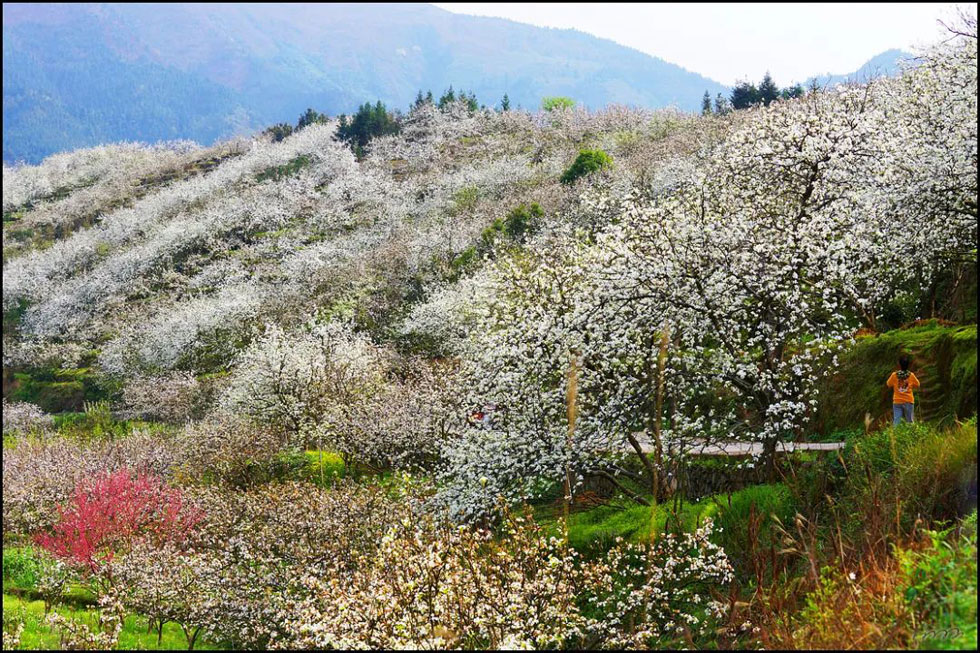 【春天，广西桂林灌阳县向您发出邀请！】我们在灌阳看梨花 - 游山玩水 - 连云港生活社区 - 连云港28生活网 lyg.28life.net