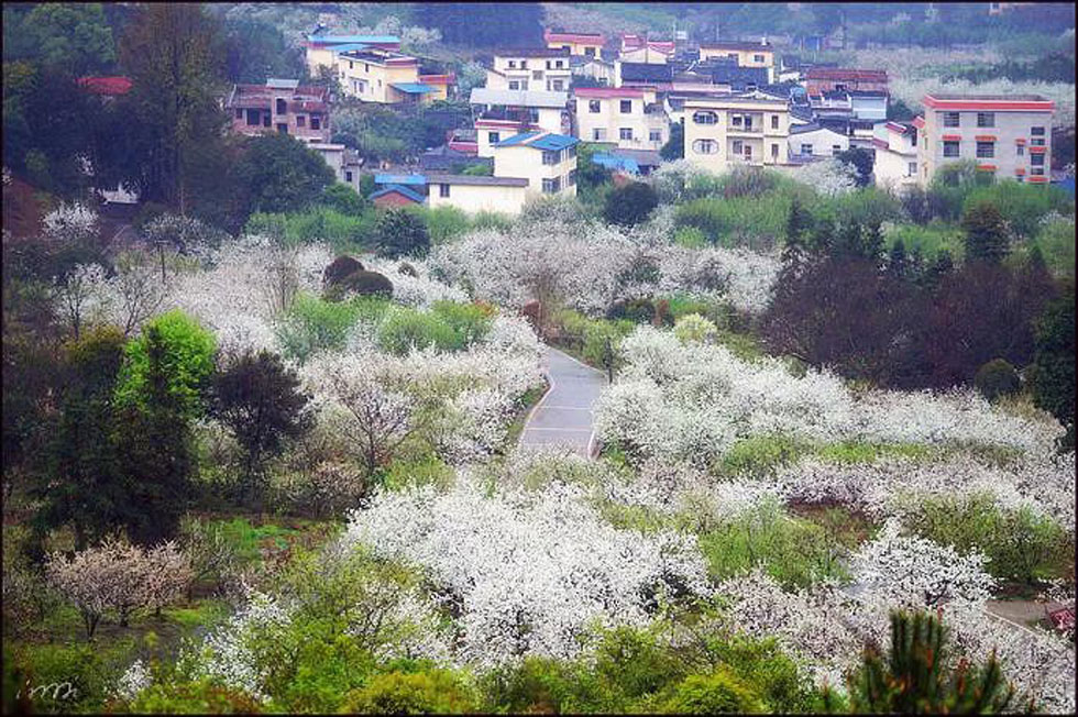 【春天，广西桂林灌阳县向您发出邀请！】我们在灌阳看梨花 - 游山玩水 - 连云港生活社区 - 连云港28生活网 lyg.28life.net