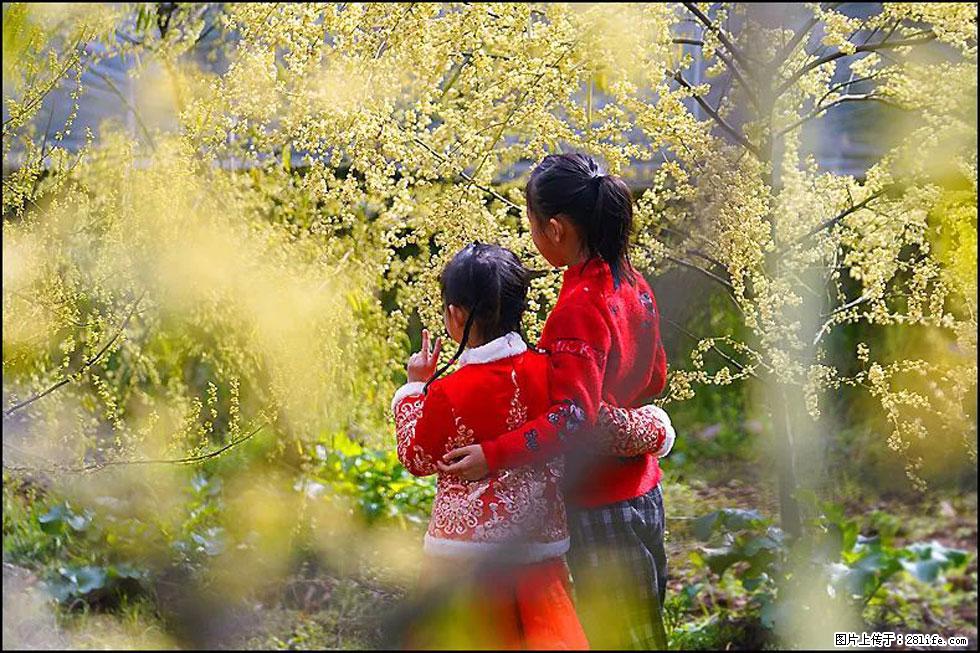 【春天，广西桂林灌阳县向您发出邀请！】米珠山前有片山苍子花在飘香 - 游山玩水 - 连云港生活社区 - 连云港28生活网 lyg.28life.net