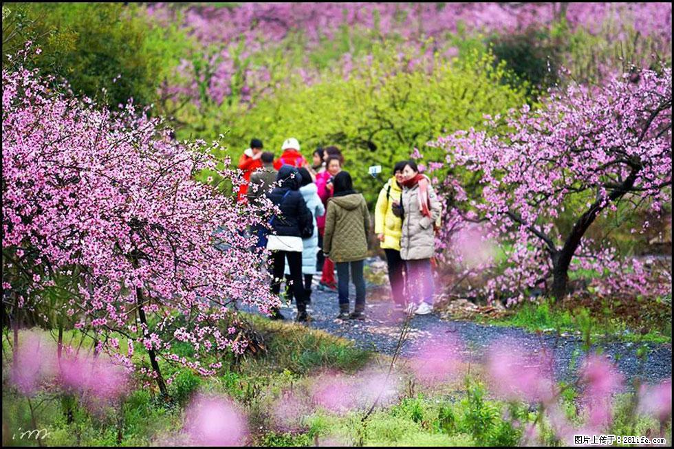 【春天，广西桂林灌阳县向您发出邀请！】官庄村有个醉美的桃花园 - 游山玩水 - 连云港生活社区 - 连云港28生活网 lyg.28life.net