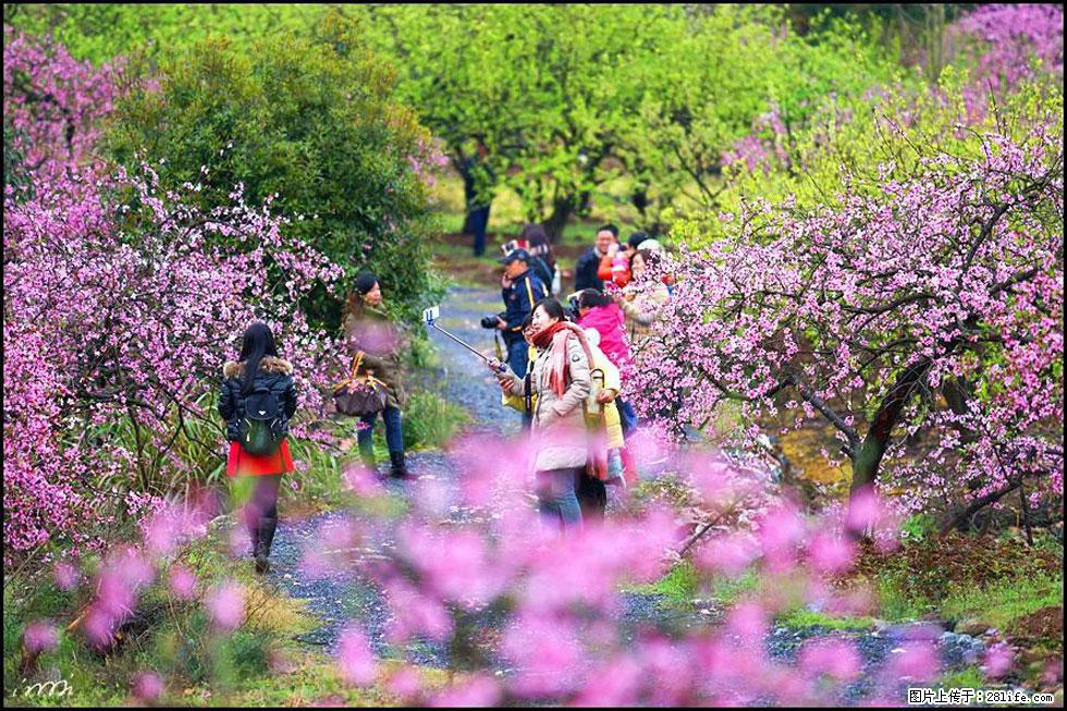 【春天，广西桂林灌阳县向您发出邀请！】官庄村有个醉美的桃花园 - 游山玩水 - 连云港生活社区 - 连云港28生活网 lyg.28life.net