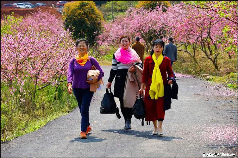 【春天，广西桂林灌阳县向您发出邀请！】官庄村有个醉美的桃花园 - 游山玩水 - 连云港生活社区 - 连云港28生活网 lyg.28life.net