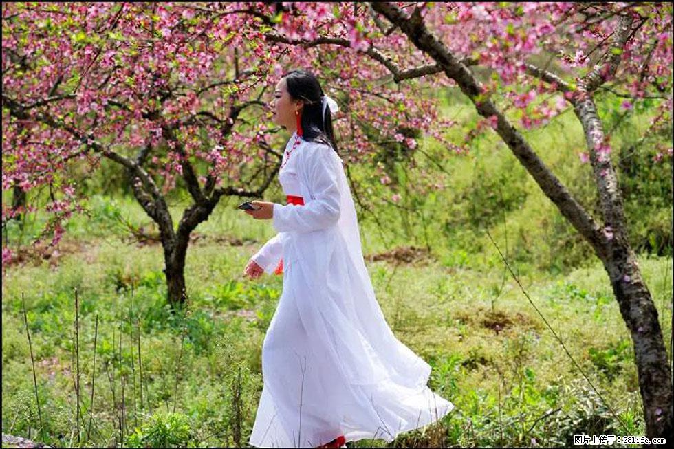 【春天，广西桂林灌阳县向您发出邀请！】官庄村有个醉美的桃花园 - 游山玩水 - 连云港生活社区 - 连云港28生活网 lyg.28life.net
