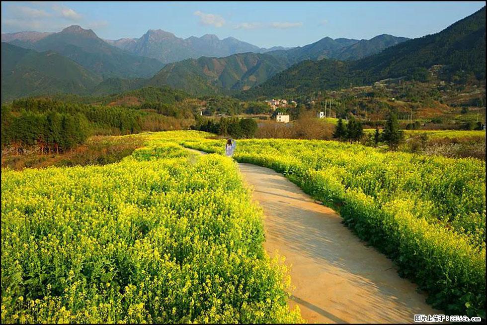 【春天，广西桂林灌阳县向您发出邀请！】长坪村油菜盛情花开 - 游山玩水 - 连云港生活社区 - 连云港28生活网 lyg.28life.net