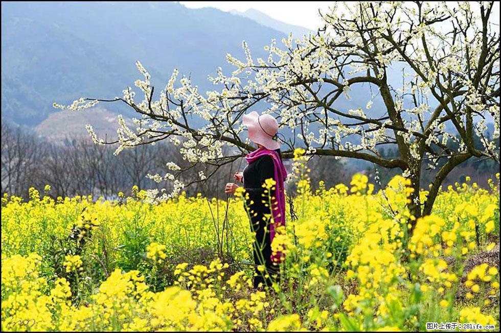 【春天，广西桂林灌阳县向您发出邀请！】长坪村油菜盛情花开 - 游山玩水 - 连云港生活社区 - 连云港28生活网 lyg.28life.net