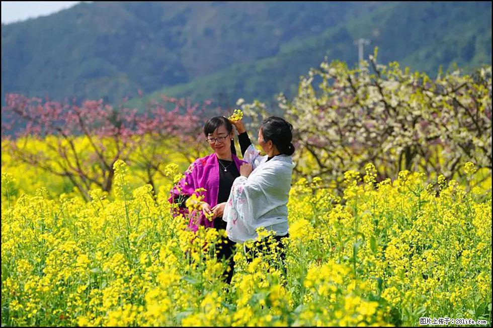 【春天，广西桂林灌阳县向您发出邀请！】长坪村油菜盛情花开 - 游山玩水 - 连云港生活社区 - 连云港28生活网 lyg.28life.net