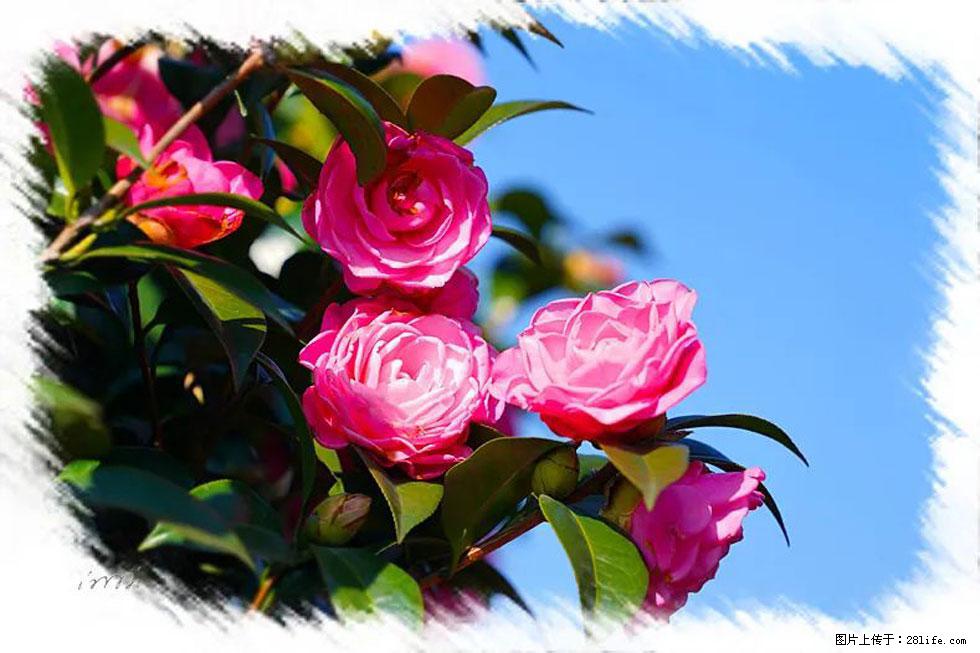 【春天，广西桂林灌阳县向您发出邀请！】杨柳井茶花惹人爱 - 游山玩水 - 连云港生活社区 - 连云港28生活网 lyg.28life.net