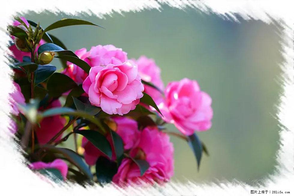 【春天，广西桂林灌阳县向您发出邀请！】杨柳井茶花惹人爱 - 游山玩水 - 连云港生活社区 - 连云港28生活网 lyg.28life.net