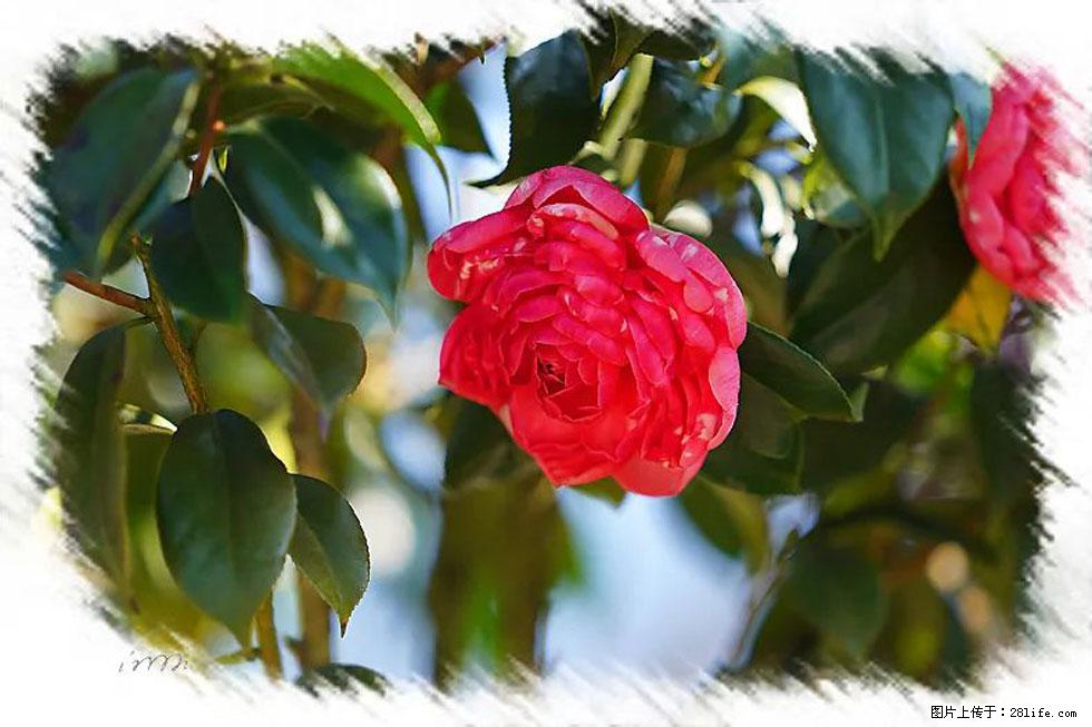 【春天，广西桂林灌阳县向您发出邀请！】杨柳井茶花惹人爱 - 游山玩水 - 连云港生活社区 - 连云港28生活网 lyg.28life.net