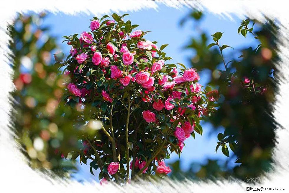【春天，广西桂林灌阳县向您发出邀请！】杨柳井茶花惹人爱 - 游山玩水 - 连云港生活社区 - 连云港28生活网 lyg.28life.net
