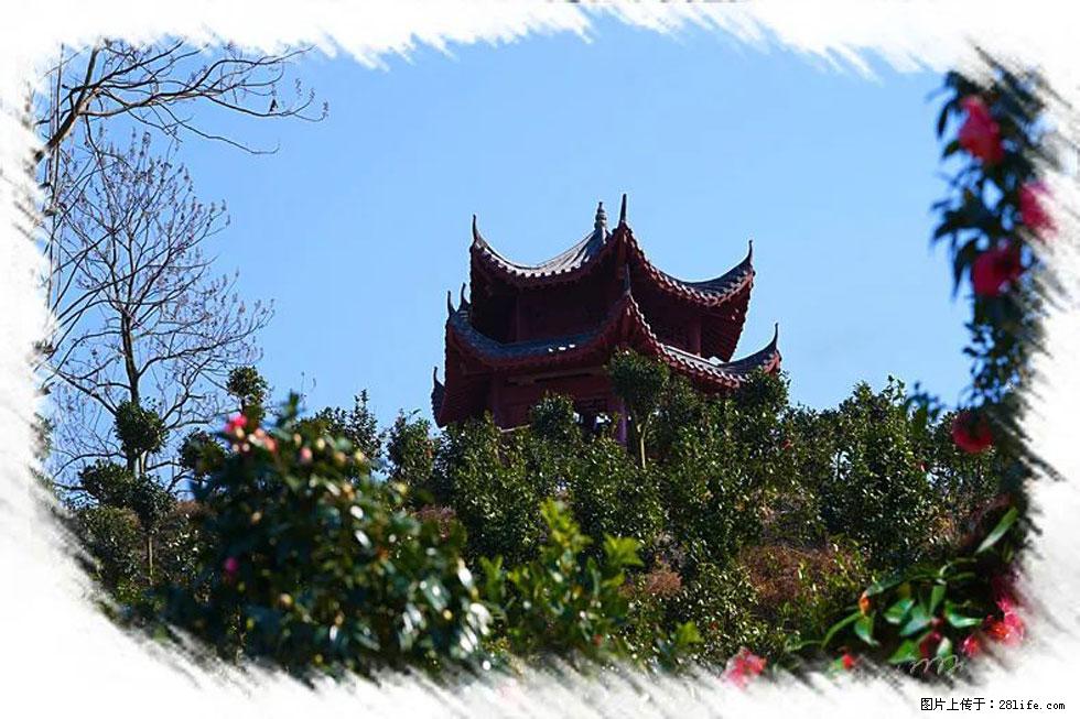 【春天，广西桂林灌阳县向您发出邀请！】杨柳井茶花惹人爱 - 游山玩水 - 连云港生活社区 - 连云港28生活网 lyg.28life.net