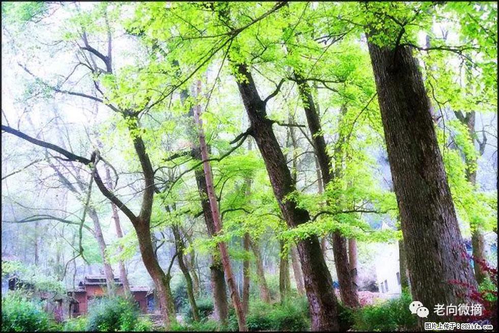 【春天，广西桂林灌阳县向您发出邀请！】在小龙村与春天约会 - 游山玩水 - 连云港生活社区 - 连云港28生活网 lyg.28life.net