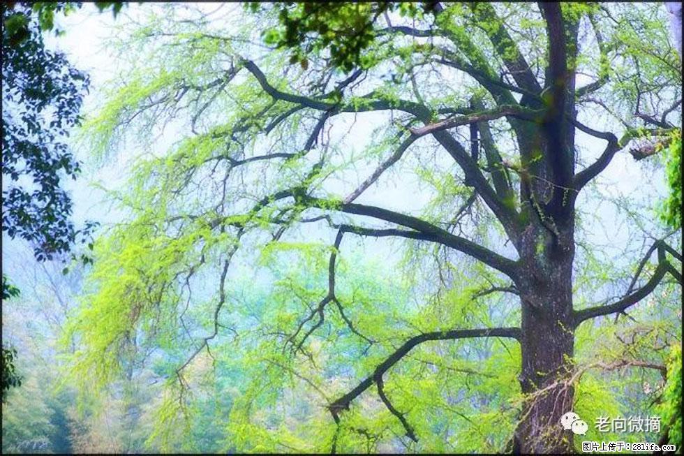 【春天，广西桂林灌阳县向您发出邀请！】在小龙村与春天约会 - 游山玩水 - 连云港生活社区 - 连云港28生活网 lyg.28life.net