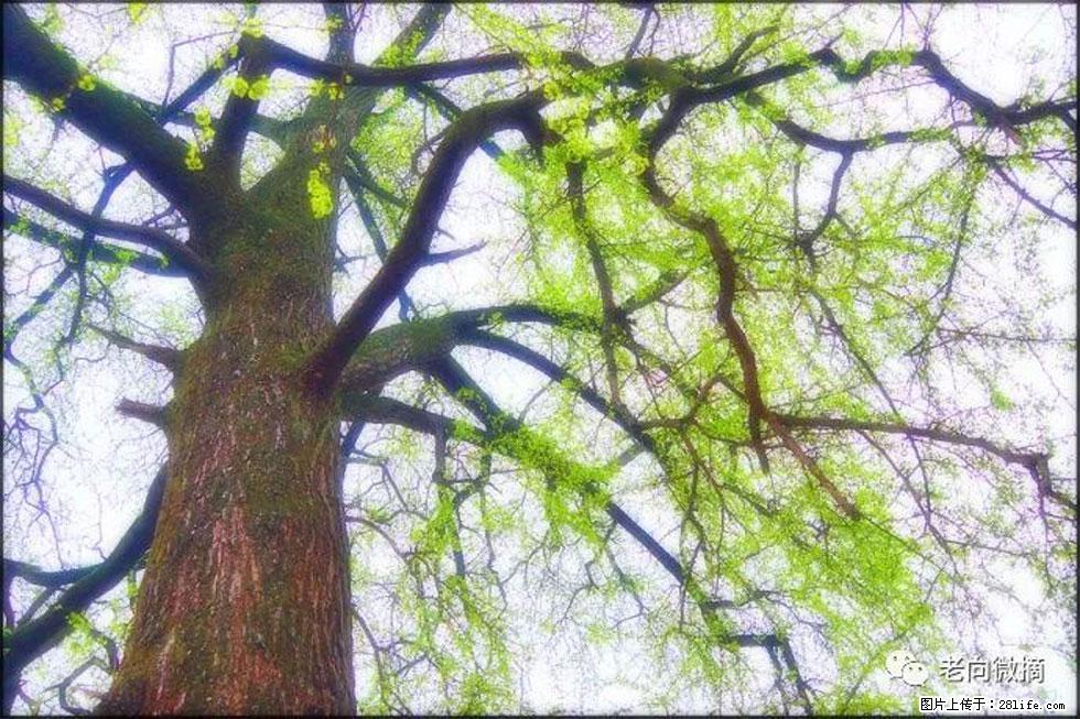 【春天，广西桂林灌阳县向您发出邀请！】在小龙村与春天约会 - 游山玩水 - 连云港生活社区 - 连云港28生活网 lyg.28life.net