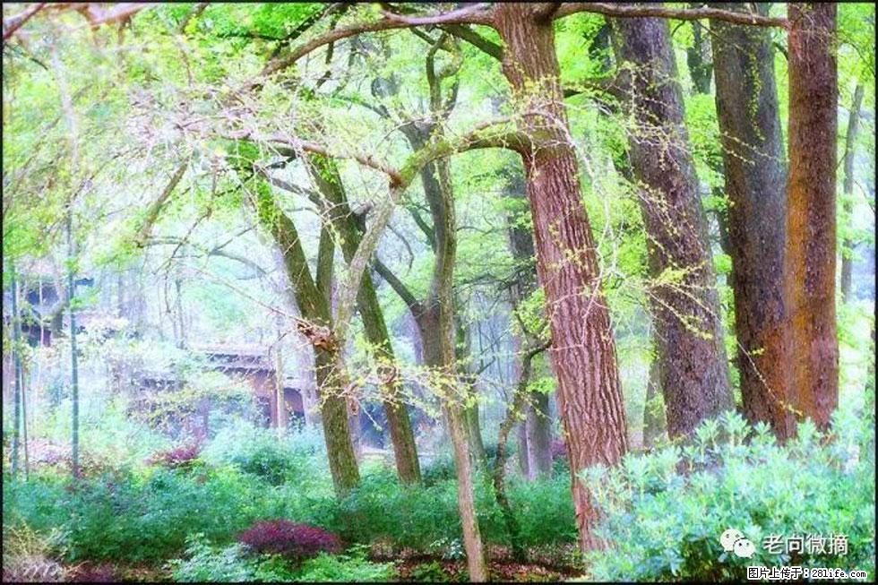 【春天，广西桂林灌阳县向您发出邀请！】在小龙村与春天约会 - 游山玩水 - 连云港生活社区 - 连云港28生活网 lyg.28life.net