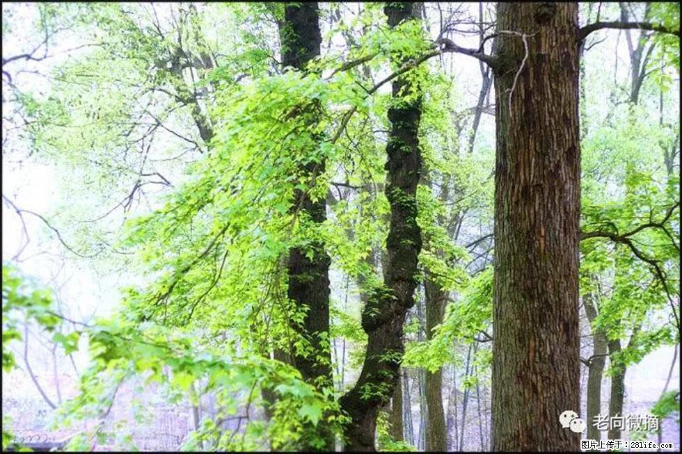 【春天，广西桂林灌阳县向您发出邀请！】在小龙村与春天约会 - 游山玩水 - 连云港生活社区 - 连云港28生活网 lyg.28life.net