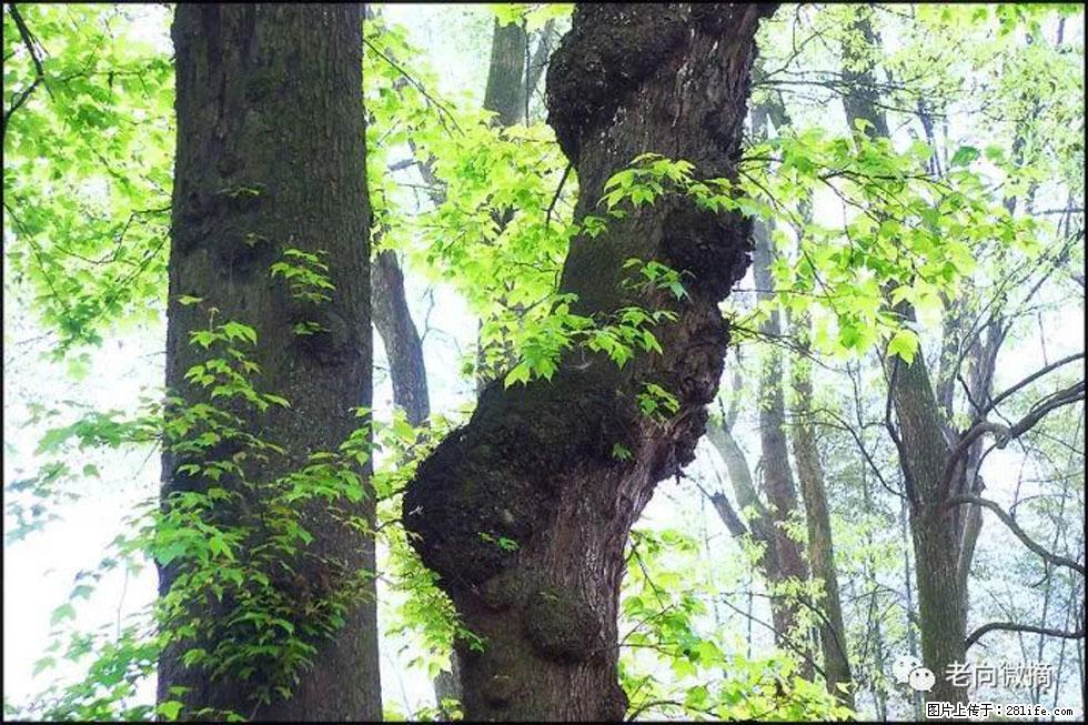 【春天，广西桂林灌阳县向您发出邀请！】在小龙村与春天约会 - 游山玩水 - 连云港生活社区 - 连云港28生活网 lyg.28life.net