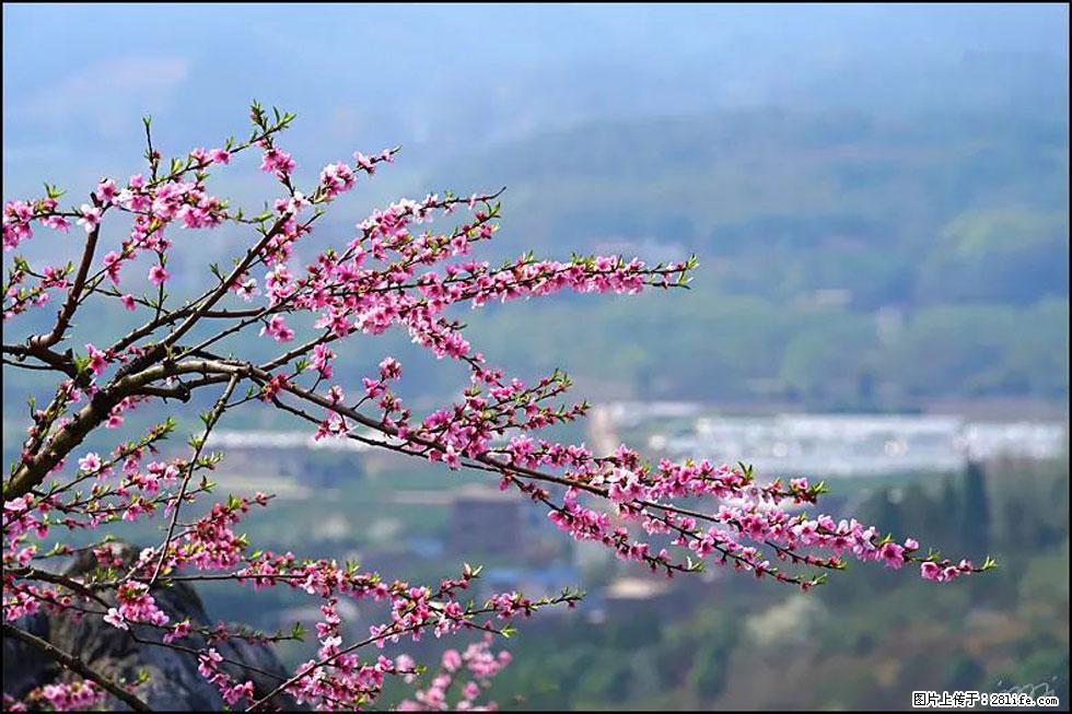 【春天，广西桂林灌阳县向您发出邀请！】望月岭上桃花开 - 游山玩水 - 连云港生活社区 - 连云港28生活网 lyg.28life.net