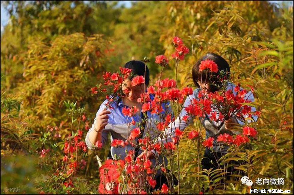 【春天，广西桂林灌阳县向您发出邀请！】登麒麟山，相约映山红 - 游山玩水 - 连云港生活社区 - 连云港28生活网 lyg.28life.net