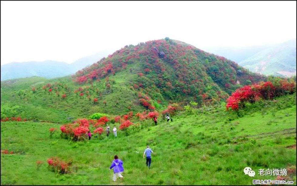 【春天，广西桂林灌阳县向您发出邀请！】宝盖山上映山红 - 游山玩水 - 连云港生活社区 - 连云港28生活网 lyg.28life.net