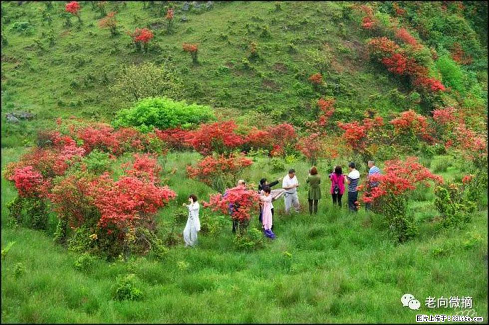 【春天，广西桂林灌阳县向您发出邀请！】宝盖山上映山红 - 游山玩水 - 连云港生活社区 - 连云港28生活网 lyg.28life.net