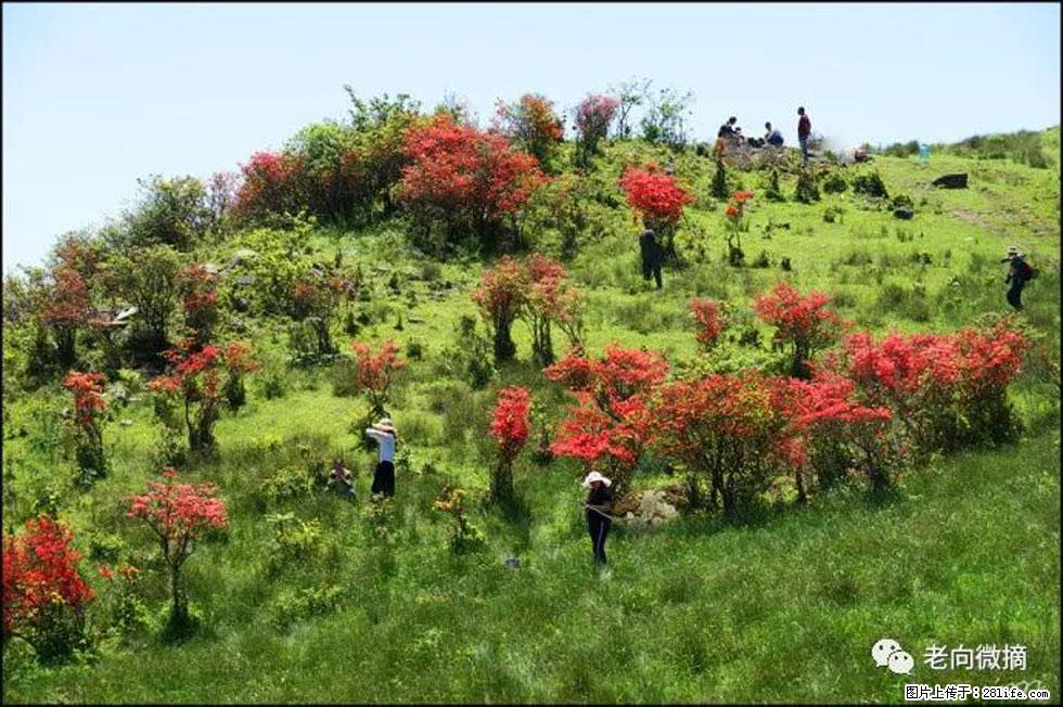 【春天，广西桂林灌阳县向您发出邀请！】宝盖山上映山红 - 游山玩水 - 连云港生活社区 - 连云港28生活网 lyg.28life.net