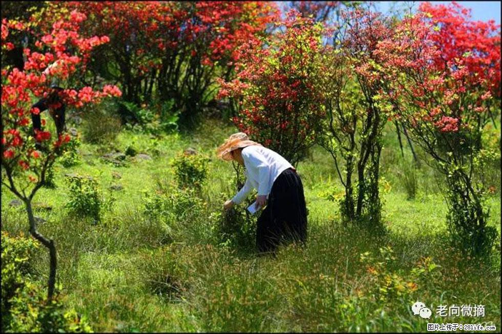 【春天，广西桂林灌阳县向您发出邀请！】宝盖山上映山红 - 游山玩水 - 连云港生活社区 - 连云港28生活网 lyg.28life.net