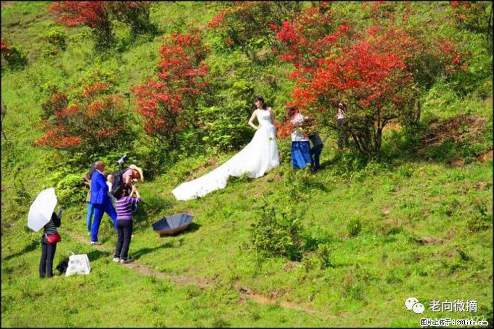 【春天，广西桂林灌阳县向您发出邀请！】宝盖山上映山红 - 游山玩水 - 连云港生活社区 - 连云港28生活网 lyg.28life.net