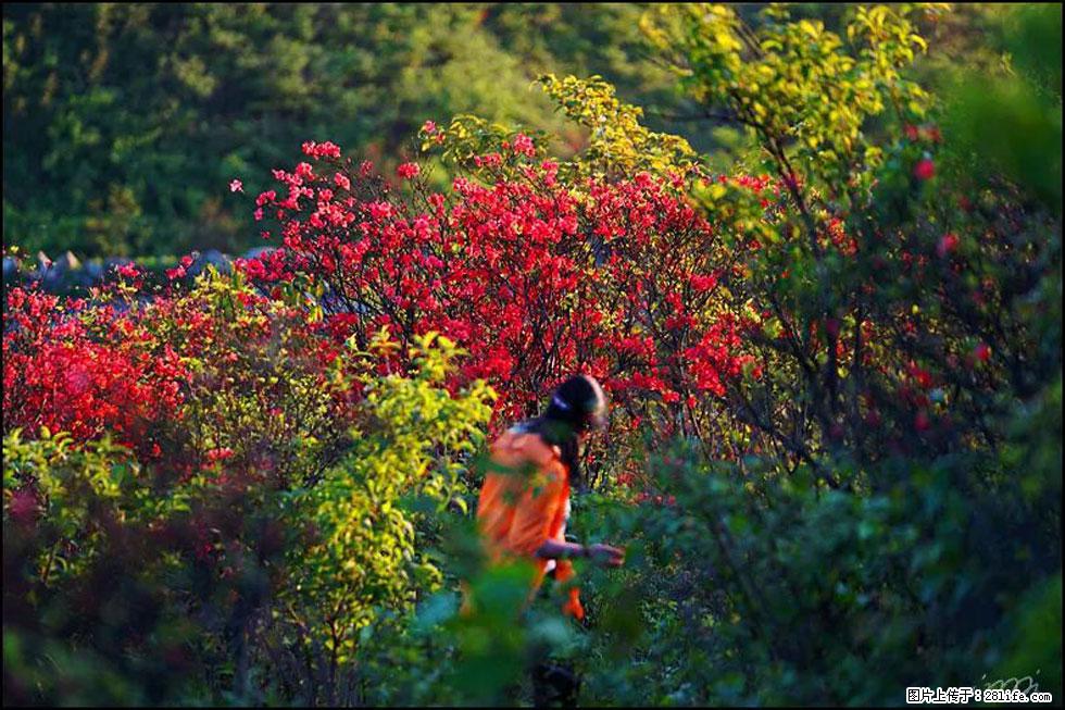 【春天，广西桂林灌阳县向您发出邀请！】春木界上映山红 - 游山玩水 - 连云港生活社区 - 连云港28生活网 lyg.28life.net