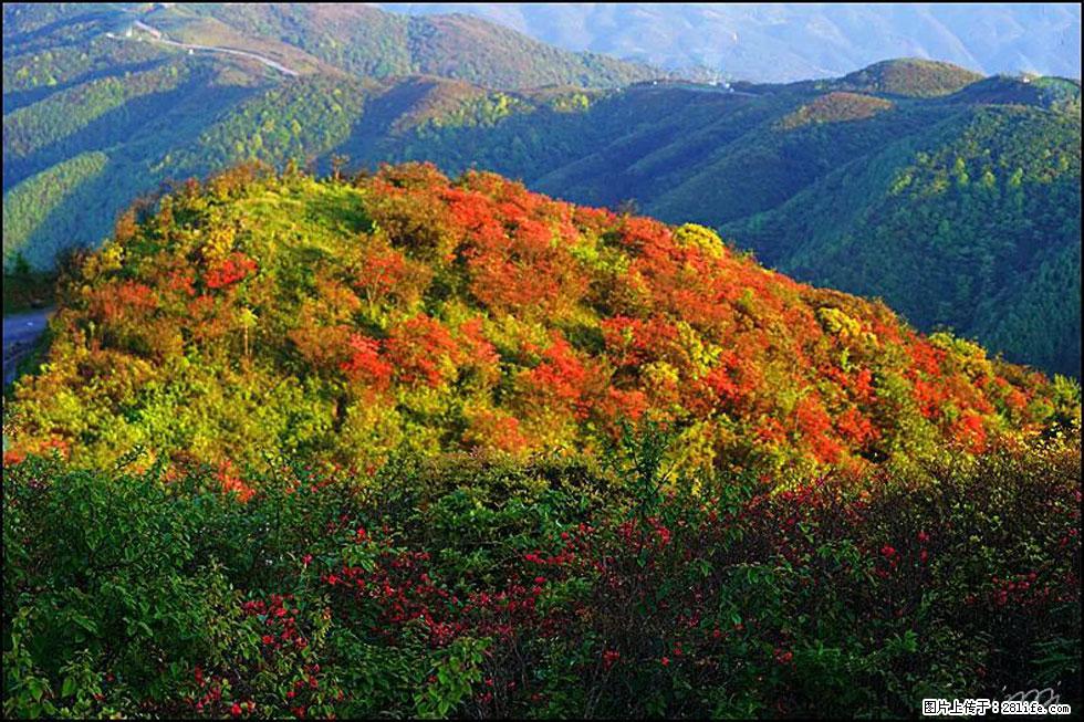 【春天，广西桂林灌阳县向您发出邀请！】春木界上映山红 - 游山玩水 - 连云港生活社区 - 连云港28生活网 lyg.28life.net
