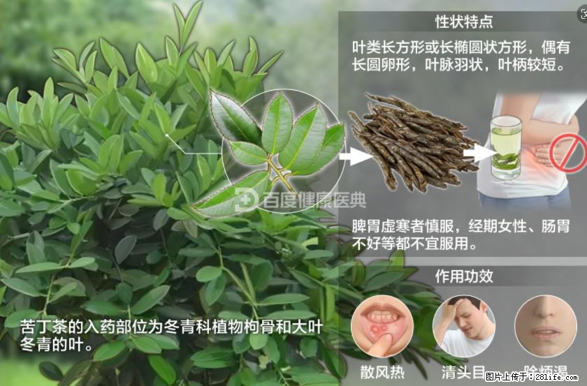 苦丁茶有哪些功效和作用 - 生活百科 - 连云港生活社区 - 连云港28生活网 lyg.28life.net