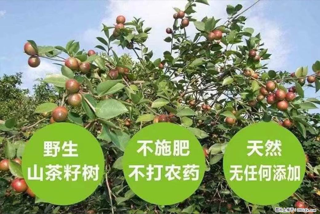 【灌阳县油茶产业示范区】一个有着充实的精神生活的人，对待身外之物自会有一种淡泊的态度 - 美食天地 - 连云港生活社区 - 连云港28生活网 lyg.28life.net