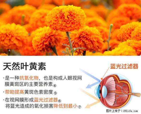 叶黄素有什么功效和作用 - 生活百科 - 连云港生活社区 - 连云港28生活网 lyg.28life.net