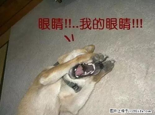 笑癫了！一女的怀孕三年未生，他终于忍不住了... - 娱乐八卦 - 连云港生活社区 - 连云港28生活网 lyg.28life.net