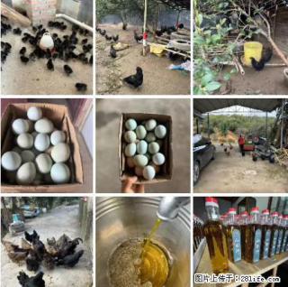 油茶园从小鸡仔开始养起的纯土鸡、土鸡蛋可以预定啦！还有前几天刚榨的纯山茶油哦 - 连云港28生活网 lyg.28life.net
