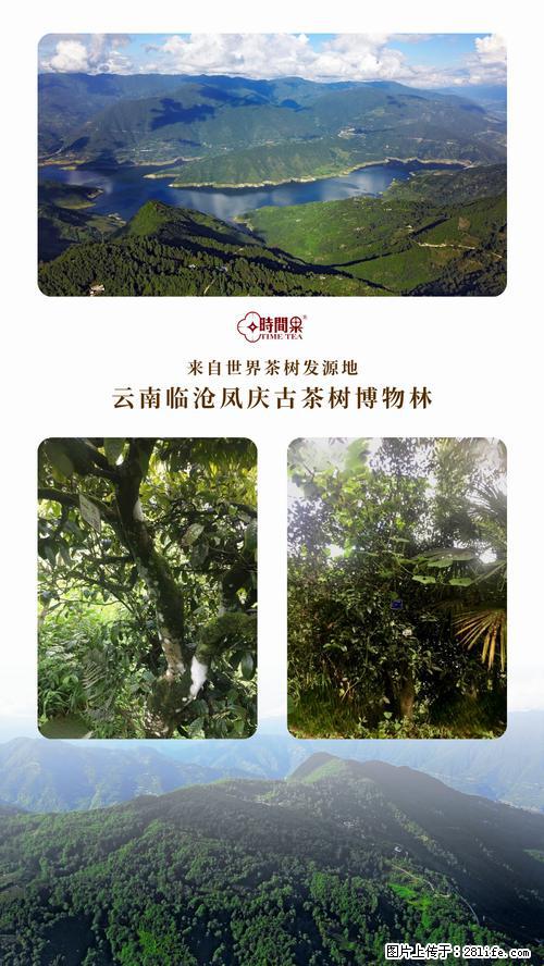 时间果百年古树2025年春红茶 - 购物交流 - 连云港生活社区 - 连云港28生活网 lyg.28life.net