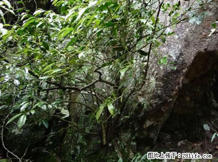 平乐石崖茶，珍贵仅次于金花茶 - 连云港生活资讯 - 连云港28生活网 lyg.28life.net