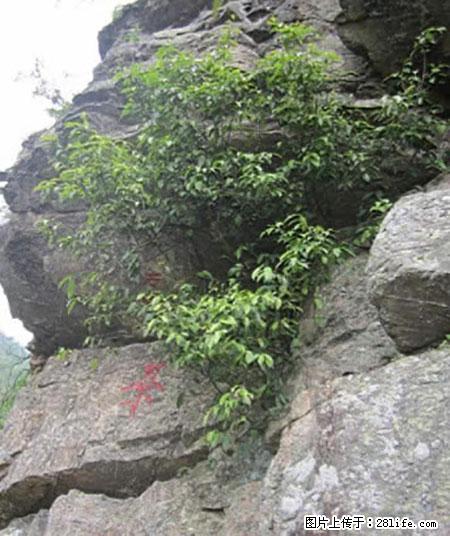 平乐石崖茶，珍贵仅次于金花茶 - 连云港生活资讯 - 连云港28生活网 lyg.28life.net