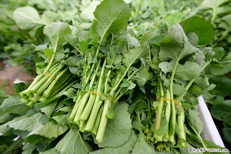 这些蔬菜是“天然钙片”，这6种被医生重点推荐 - 连云港生活资讯 - 连云港28生活网 lyg.28life.net
